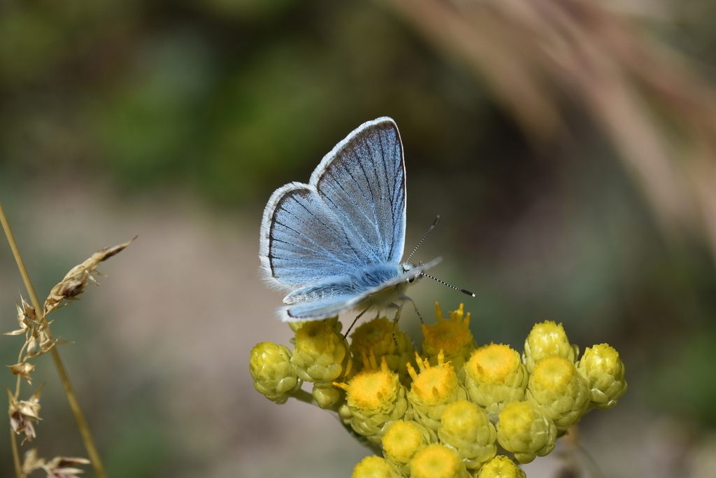 Polyommatus vanensis