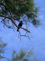 Turdus merula