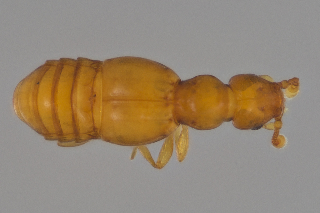 Trimiopsis