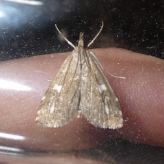 Udea olivalis