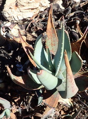 Aloe comptonii