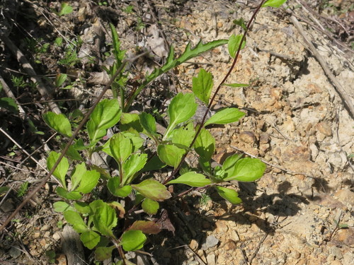 Image of Artemisia keiskeana by (c) Repina Tatyana, some rights reserved (CC BY)