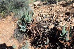 Aloe comptonii