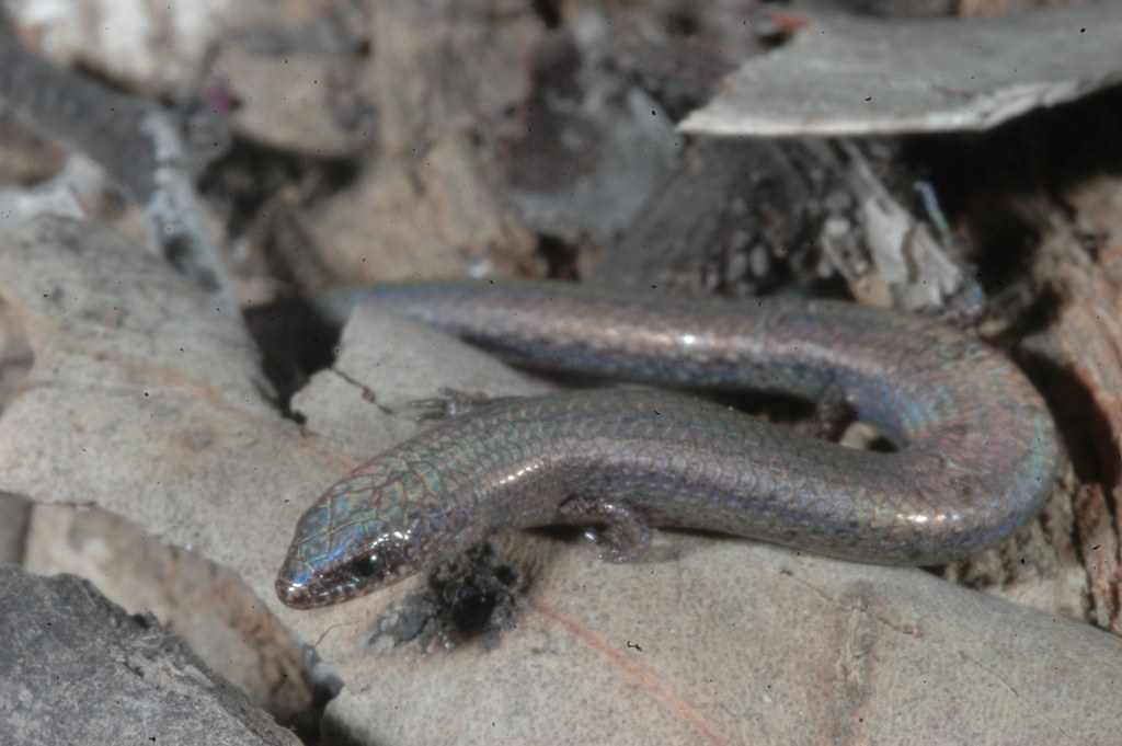 Dwarf Litter-Skink