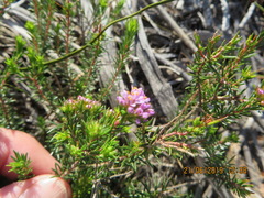 Agathosma cerefolium