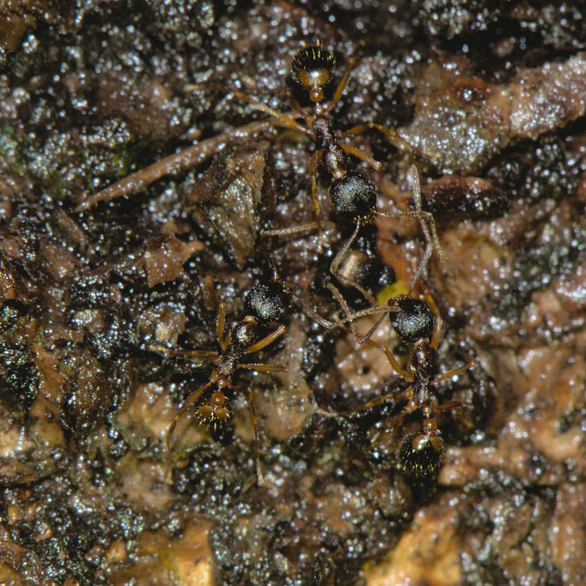 Aphaenogaster beesoni