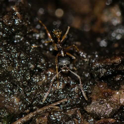 Aphaenogaster beesoniAphaenogaster beesoni