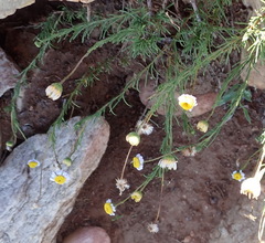Felicia hirsuta