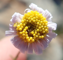 Felicia hirsuta