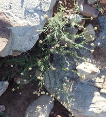 Felicia hirsuta