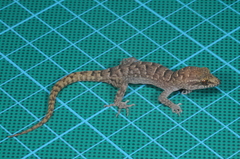 Nactus cheverti