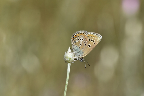 Geranium Argus