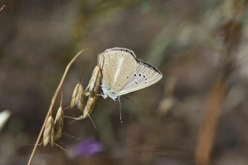 Polyommatus menalcas
