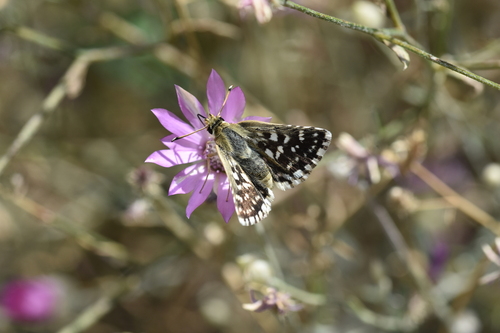 Persian Skipper
