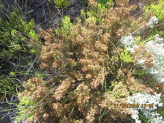 Erica dispar