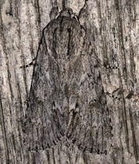 Acronicta longa