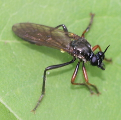 Dioctria meyeri