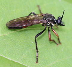 Dioctria meyeri
