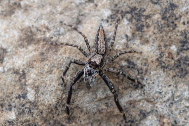 Helpis occidentalis