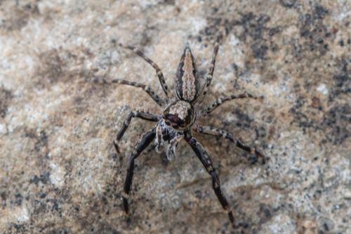 Helpis occidentalis