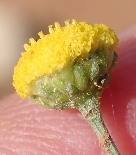 Image of Pentzia incana by (c) Nicola van Berkel, some rights reserved (CC BY-SA)