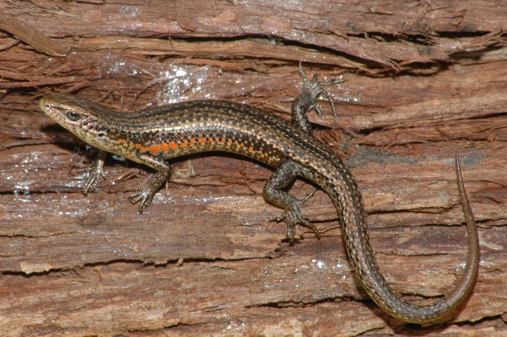 Pseudemoia Grass Skinks