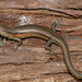 Pseudemoia Grass Skinks - Photo (c) Scott Eipper, some rights reserved (CC BY-NC), uploaded by Scott Eipper