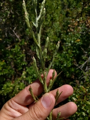 Pseudognaphalium ramosissimum