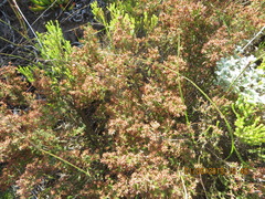 Erica dispar