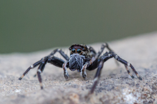 Helpis occidentalis