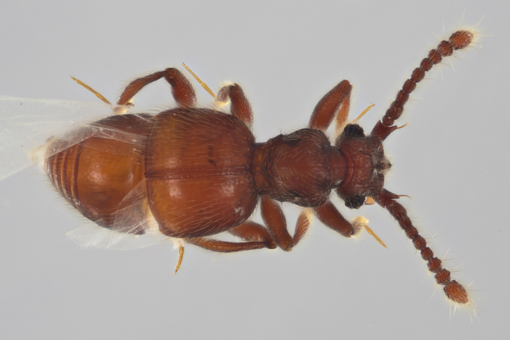 Syrmocerus