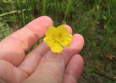 Crocanthemum canadense