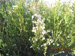Erica spectabilis