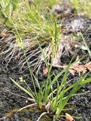 Carex garberi