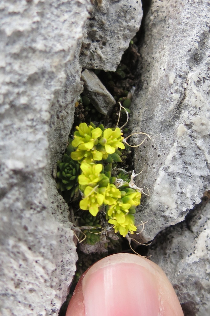 Hoppe's Whitlowgrass