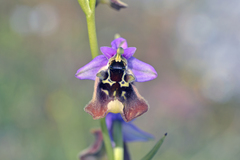 Ophrys fuciflora maxima