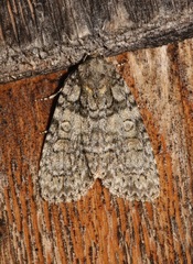 Acronicta modica