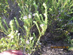 Erica spectabilis