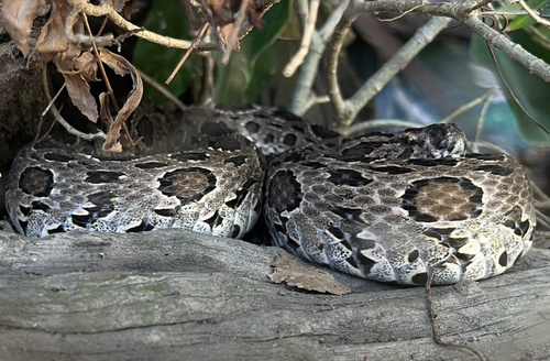 Siamese Russell's Viper