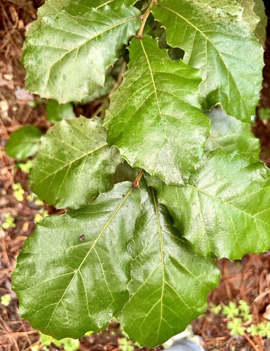 Quercus calophylla