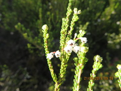 Erica spectabilis