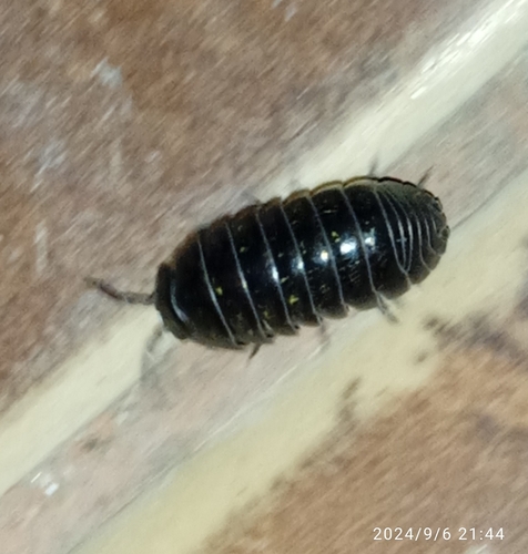 Klupčasta babura (Armadillidium vulgare)