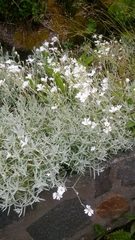 Cerastium tomentosum