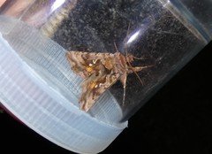 Autographa pulchrina
