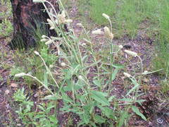 Pterocaulon pycnostachyum