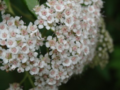 Spiraea formosana