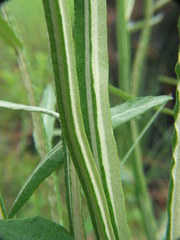 Pterocaulon pycnostachyum