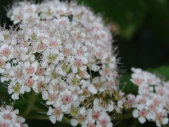 Spiraea formosana
