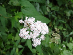 Spiraea formosana
