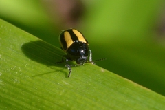 Cryptocephalus vittatus